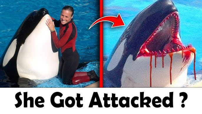 Jessica Radcliffe Attacked by an Orca during a Performance?